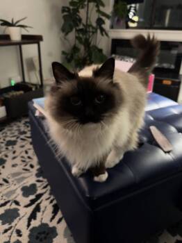 Ragdoll Cats Available for Adoption - MEEKO #1798- Offered By Owner- Raagdoll | PetCurious