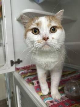 Tavish -  Exotic Shorthair and Domestic Short Hair Cat for Adoption in Traverse City, Michigan - Tavish | PetCurious