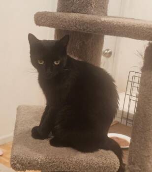 Domestic Short Hair Cats Available for Adoption - Ebony | PetCurious
