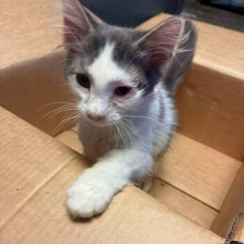 Honeybun -  Domestic Medium Hair Cat for Adoption in Republic, Missouri - Honeybun | PetCurious