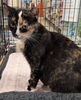 Hazel -  Calico Cat for Adoption in Farmland, Indiana - Hazel | PetCurious