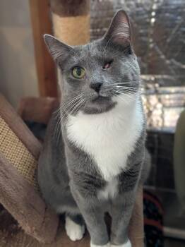 Mary -  Domestic Short Hair Cat for Adoption in Newburgh, New York - Mary | PetCurious