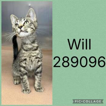 WILL -  Domestic Short Hair Cat for Adoption in Macon, Georgia - WILL | PetCurious