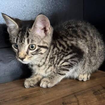 Domestic Short Hair Cats Available for Adoption in Grand Bay, Alabama - Merlin | PetCurious