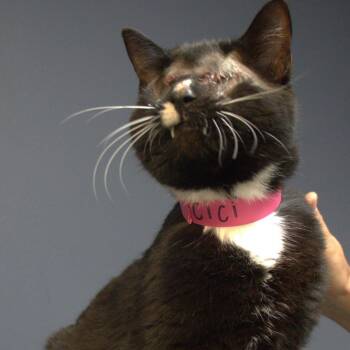 Domestic Short Hair Cats Available for Adoption - CiCi | PetCurious