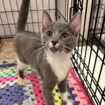 Saffron -  Domestic Short Hair Cat for Adoption in Inwood, West Virginia - Saffron | PetCurious