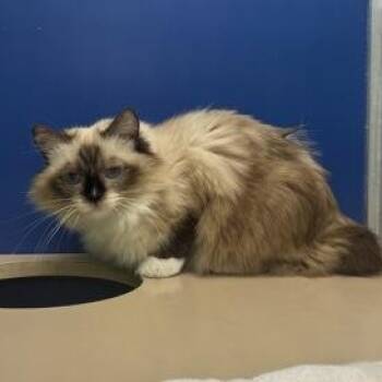 Hayley -  Ragdoll Cat for Adoption in Philadelphia, Pennsylvania - Hayley | PetCurious