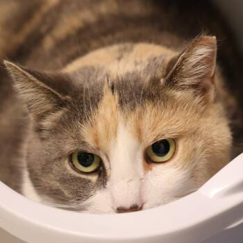 Domestic Short Hair Cats Available for Adoption in Briarcliff Manor, New York - Wren | PetCurious