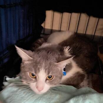 Domestic Short Hair Cats Available for Adoption in Memphis, Tennessee - Sumter | PetCurious