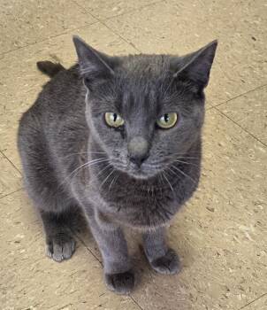Domestic Short Hair Cats Available for Adoption in Mansfield, Connecticut - Squish | PetCurious
