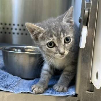 Bulda -  Domestic Short Hair Cat for Adoption in Indianapolis, Indiana - Bulda | PetCurious