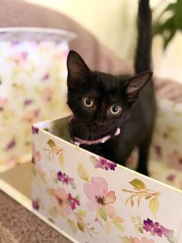 Willow-Transport -  Domestic Short Hair Cat for Adoption in Gradyville, Kentucky - Willow-Transport | PetCurious