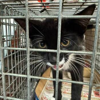 0926-18 Phoebe -  Domestic Short Hair Cat for Adoption in Abingdon, Maryland - 0926-18 Phoebe | PetCurious