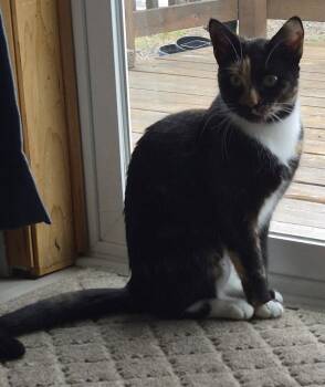 Lella -  Domestic Short Hair Cat for Adoption in Battle Ground, Washington - Lella | PetCurious