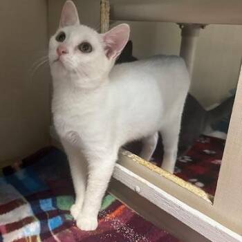 Kodiak -  Domestic Short Hair Cat for Adoption in Hutchinson, Minnesota - Kodiak | PetCurious