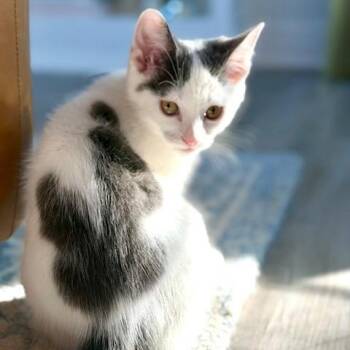 Antonia - Burroughs Kitten 2 -  Domestic Short Hair Cat Available for Adoption in Westport, Connecticut - Antonia - Burroughs Kitten 2 | PetCurious