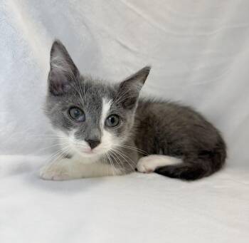 Oliver Twist -  Domestic Short Hair Cat for Adoption in Greensboro, North Carolina - Oliver Twist | PetCurious