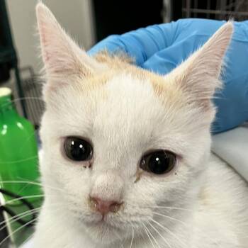 Ming -  Domestic Short Hair Cat for Adoption in Las Cruces, New Mexico - Ming | PetCurious
