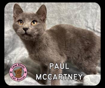 Domestic Short Hair Cats Available for Adoption - Paul McCartney | PetCurious