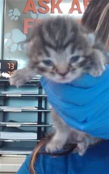 FIG -  Domestic Short Hair Cat for Adoption in Louisville, Kentucky - FIG | PetCurious