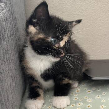 Tortoiseshell Cats Available for Adoption in Tampa, Florida - Sardine | PetCurious