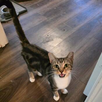 Tequila -  Domestic Short Hair Cat for Adoption in Fort Worth, Texas - Tequila | PetCurious