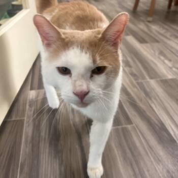 Domestic Short Hair Cats Available for Adoption in Las Vegas, Nevada - Ludwig | PetCurious