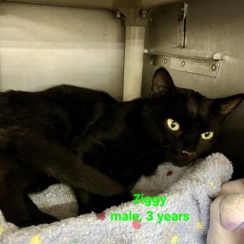 Ziggy -  Domestic Short Hair Cat for Adoption in Buffalo, New York - Ziggy | PetCurious