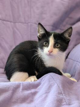 Domestic Short Hair Cats Available for Adoption - Kiitos | PetCurious