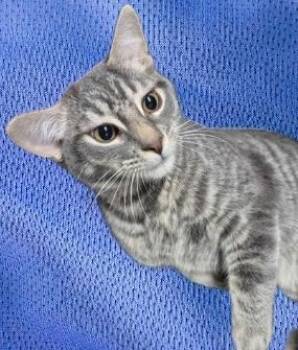 MrBoom -  Domestic Short Hair Cat for Adoption in Simcoe, Ontario - MrBoom | PetCurious