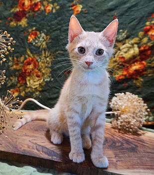 Rescue Tabby Cats for Adoption in Franklin, Tennessee - KITTEN PRINCE DANDELION | PetCurious