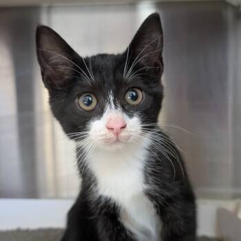 Rescue Domestic Short Hair Cats for Adoption in Biltmore Forest, North Carolina - Sneezy | PetCurious