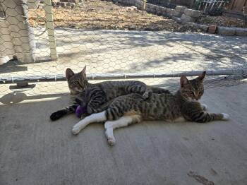 Gray Paw & White Paw (Courtesy Post) -  Domestic Short Hair Cat for Adoption in San Jose, California - Gray Paw & White Paw (Courtesy Post) | PetCurious