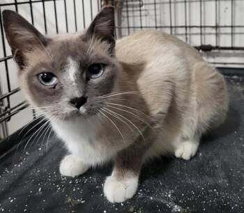 Bluebell (Snowshoe Blue Point Siamese Mix) -  Domestic Short Hair Cat for Adoption in Webster Groves, Missouri - Bluebell (Snowshoe Blue Point Siamese Mix) | PetCurious