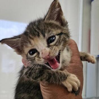 Ozzy -  Domestic Short Hair Cat for Adoption in Corpus Christi, Texas - Ozzy | PetCurious
