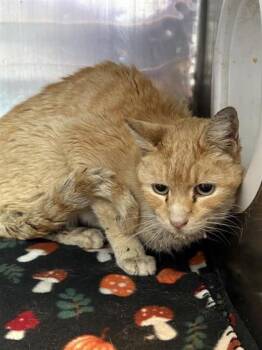 Domestic Short Hair Cats Available for Adoption - TIGGER | PetCurious