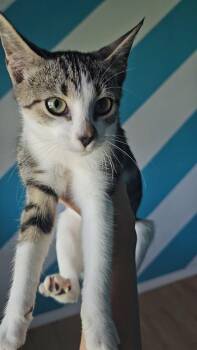 Marigold -  Domestic Short Hair Cat for Adoption in Brenham, Texas - Marigold | PetCurious