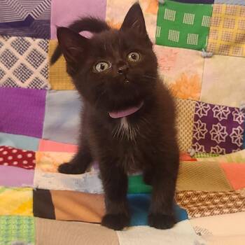 Domestic Short Hair Cats Available for Adoption in Evansville, Indiana - Plum | PetCurious