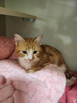Domestic Short Hair Cats Available for Adoption in Winnipeg, Manitoba - Otto | PetCurious