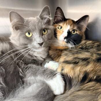 Lysandra -  Domestic Short Hair Cat for Adoption in Palm Springs, California - Lysandra | PetCurious