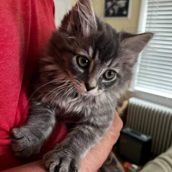 Georgina -  Domestic Long Hair Cat for Adoption in Winchester, Virginia - Georgina | PetCurious