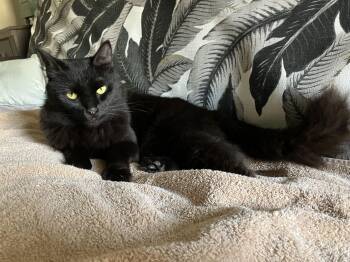Rescue Domestic Long Hair Cats for Adoption in Murrells Inlet, South Carolina - Jules | PetCurious