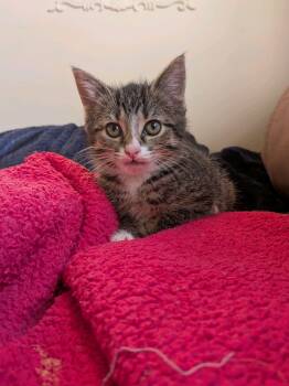 Domestic Short Hair Cats Available for Adoption in Murfreesboro, Tennessee - Sweetsie | PetCurious