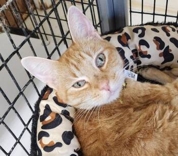 Rescue Tabby and Exotic Shorthair Cats for Adoption in Las Cruces, New Mexico - Thena | PetCurious