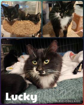Lucky -  Domestic Long Hair Cat for Adoption in Newberg, Oregon - Lucky | PetCurious