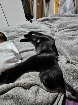 Ling Ling (aka Gosling) -  Domestic Short Hair Cat for Adoption in Chicago, Illinois - Ling Ling (aka Gosling) | PetCurious