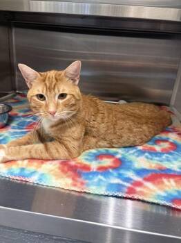 Stumpy -  Domestic Short Hair Cat for Adoption in Hilton Head Island, South Carolina - Stumpy | PetCurious
