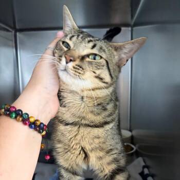 LemonHead -  Domestic Short Hair Cat for Adoption in Newport, North Carolina - LemonHead | PetCurious