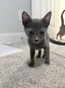 Haddock -  Domestic Short Hair Cat for Adoption in Chamblee, Georgia - Haddock | PetCurious