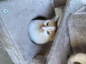Rescue American Shorthair Cats for Adoption in South San Francisco, California - Ginger | PetCurious